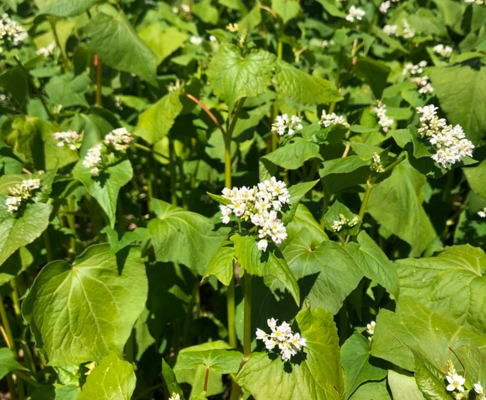 Graines de sarrasin (Fagopyrum esculentum, sarrasin commun) – Annuelle – 10 g – 350+ graines