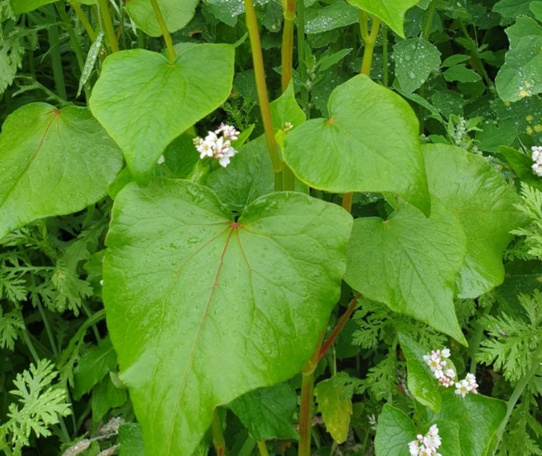 Graines de sarrasin (Fagopyrum esculentum, sarrasin commun) – Annuelle – 10 g – 350+ graines