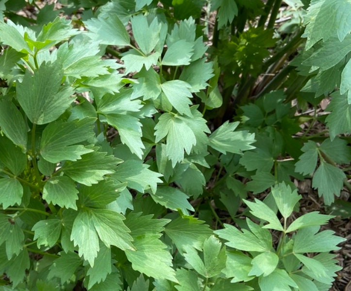 Graines de livèche (Levisticum officinale) - Herbe vivace - Zone 3 - 100+ graines