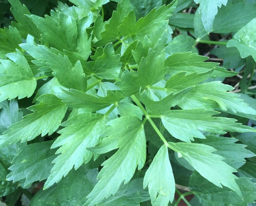 Lovage Seeds (Levisticum officinale) - Perennial Herb - Zone 3 - 100+ Seeds