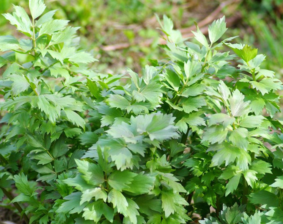 Lovage Seeds (Levisticum officinale) - Perennial Herb - Zone 3 - 100+ Seeds