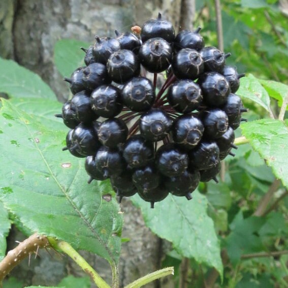 Siberian Ginseng Seeds (Eleutherococcus senticosus) - Perennial - Zone 3 - 15+ Seeds
