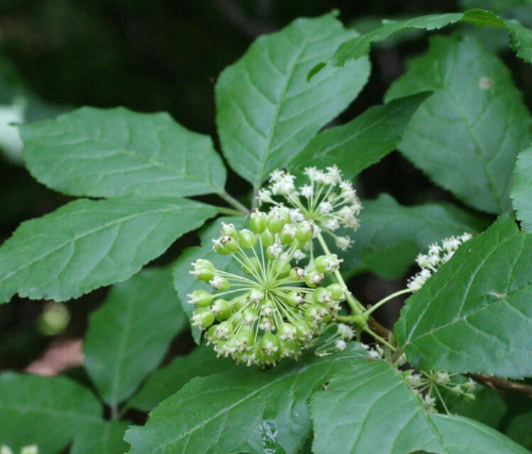 Siberian Ginseng Seeds (Eleutherococcus senticosus) - Perennial - Zone 3 - 15+ Seeds