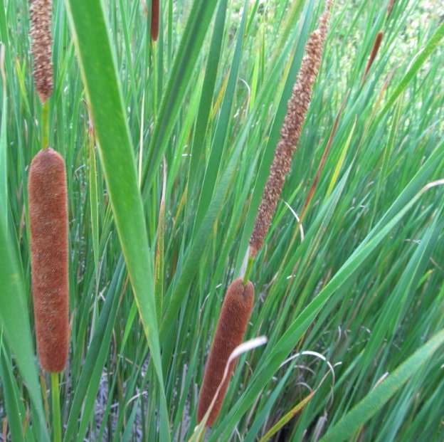 Semillas de Totora (Typha angustifolia, Totora de hoja estrecha) - Perenne - Zona 3 - Más de 1000 semillas