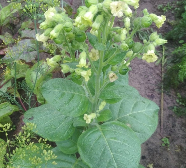 Graines de tabac sauvage (Nicotiana rustica, tabac aztèque) – Annuelle – 250+ graines