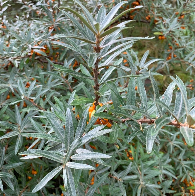 Argousier sauvage (Hippophae rhamnoides) - Graines d'arbres - Zone de rusticité 3 - 75+ graines