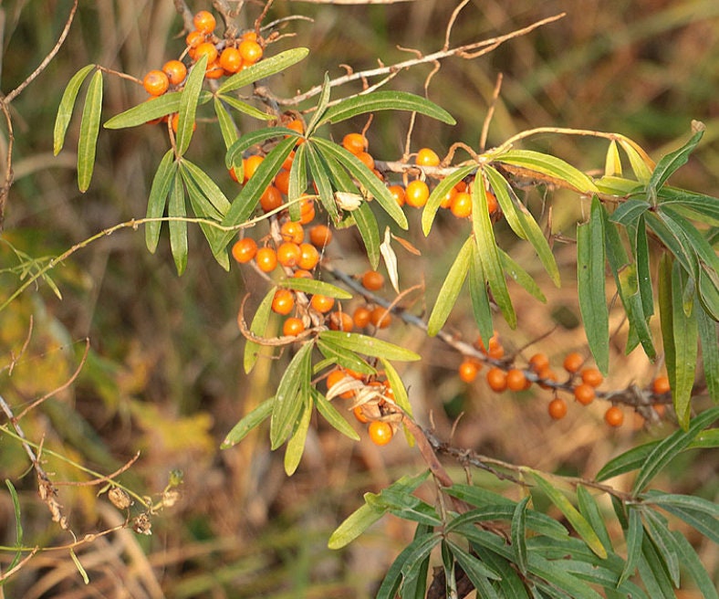 Argousier sauvage (Hippophae rhamnoides) - Graines d'arbres - Zone de rusticité 3 - 75+ graines