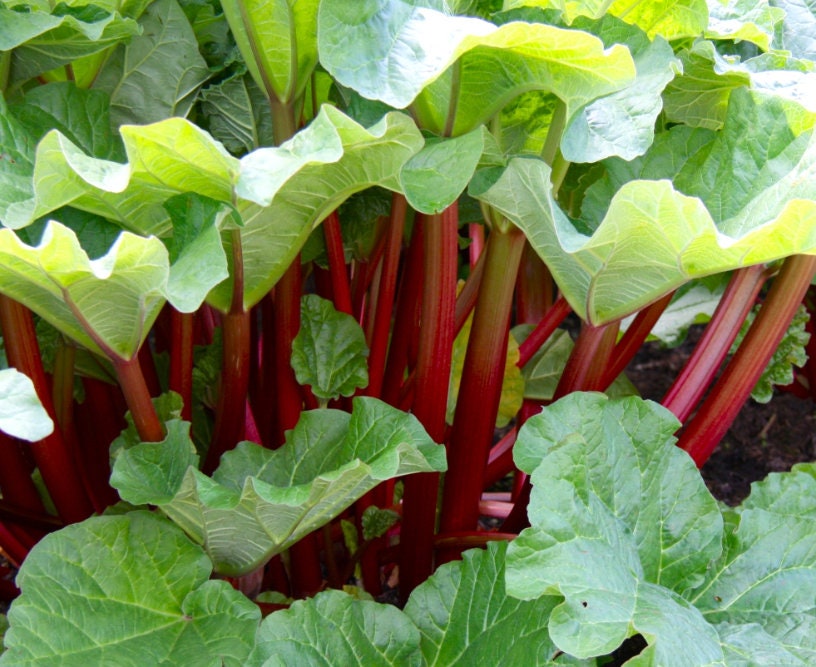  Victoria Red Rhubarb 25 Seeds-Perennial - Easy to grow :  Vegetable Plants : Patio, Lawn & Garden