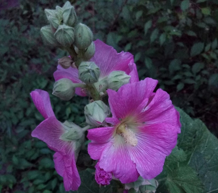 Hollyhock (Alcea rosea) - Biennial - Flower - 75+ Seeds
