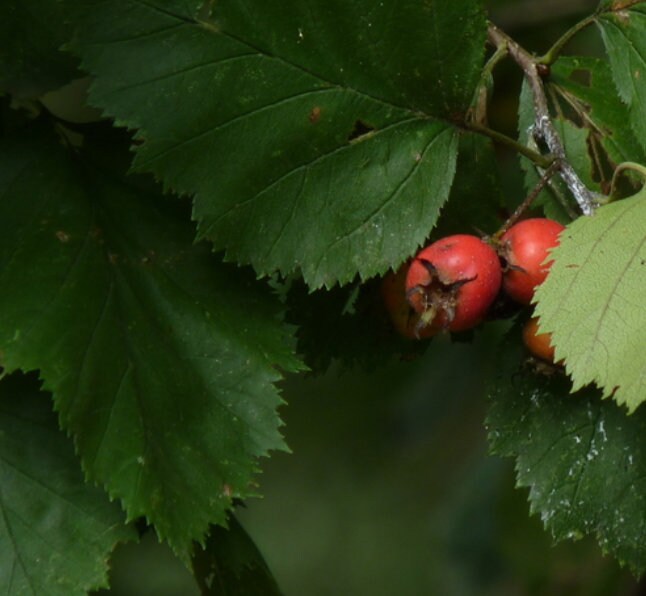 Espino velloso (Crataegus mollis) - Árbol frutal nativo - Más de 50 semillas