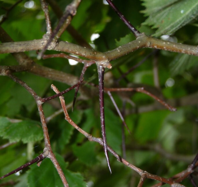 Espino velloso (Crataegus mollis) - Árbol frutal nativo - Más de 50 semillas