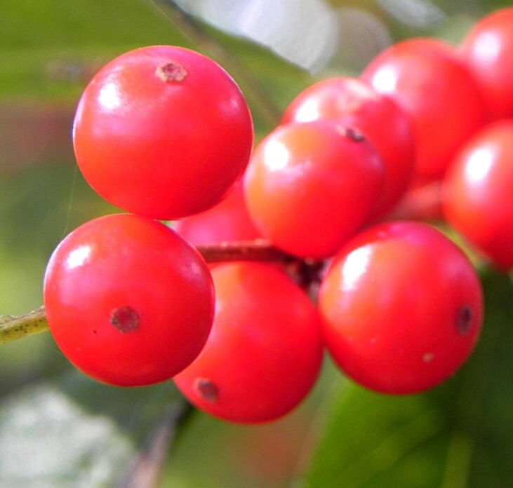 Winterberry (Ilex verticillata) - Perennial - Ornamental Shrub - 150+ Seeds