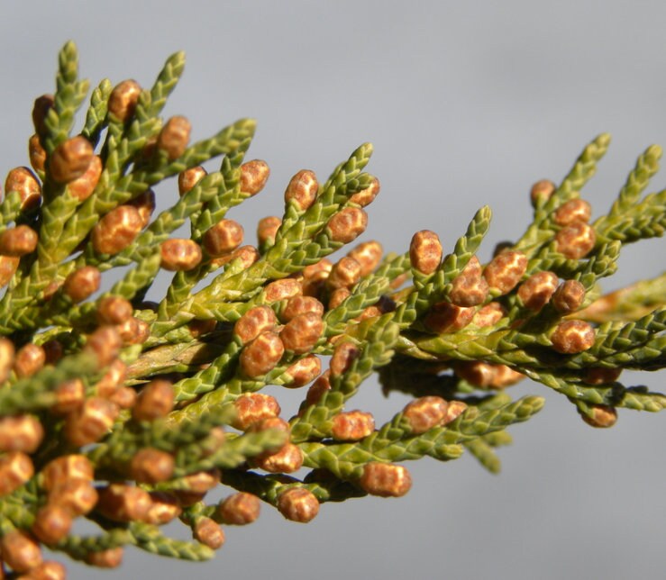 Cedro rojo del este (Juniperus virginiana, cedro aromático): semillas de árboles: más de 100 semillas