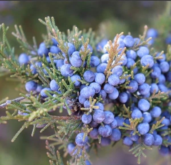 Cedro rojo del este (Juniperus virginiana, cedro aromático): semillas de árboles: más de 100 semillas