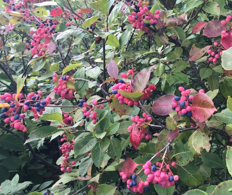 Wild Raisin (Viburnum cassinoides, Witherod Viburnum) - Native - Ornamental Shrub - 50+ Seeds