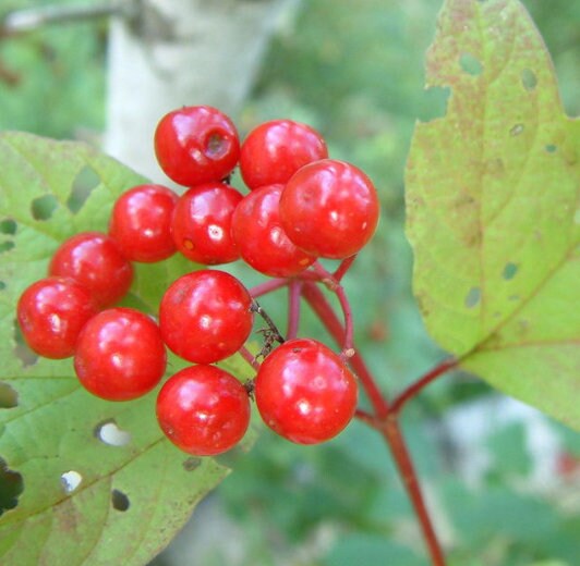 Arándano Highbush (Viburnum trilobum, Arándano americano) - Zona 3 - Más de 40 semillas