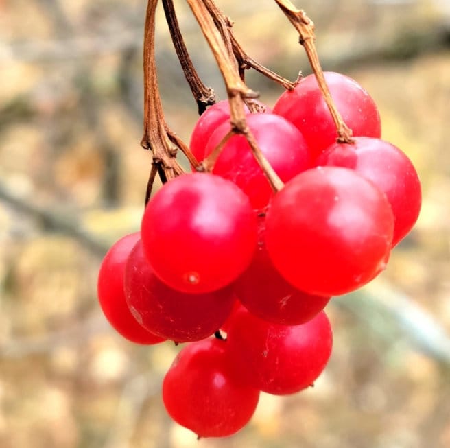 Arándano Highbush (Viburnum trilobum, Arándano americano) - Zona 3 - Más de 40 semillas