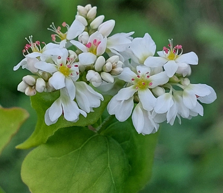 Graines de sarrasin (Fagopyrum esculentum, sarrasin commun) – Annuelle – 10 g – 350+ graines
