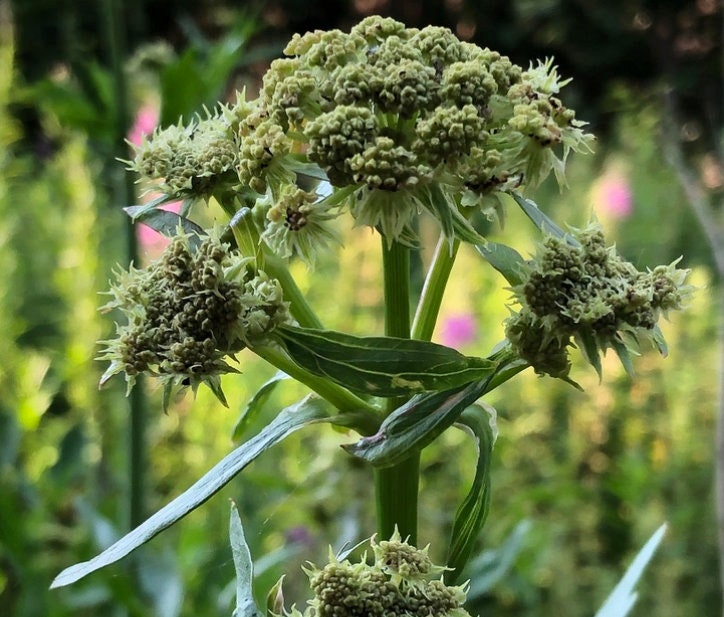 Graines de livèche (Levisticum officinale) - Herbe vivace - Zone 3 - 100+ graines