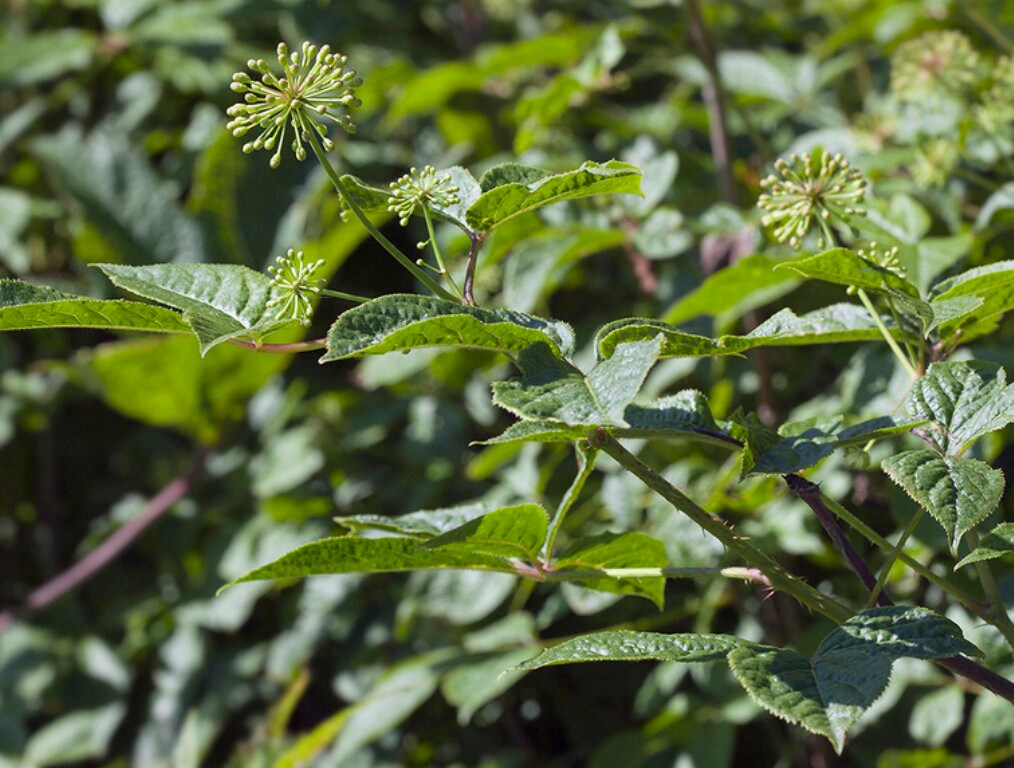 Siberian Ginseng Seeds (Eleutherococcus senticosus) - Perennial - Zone 3 - 15+ Seeds