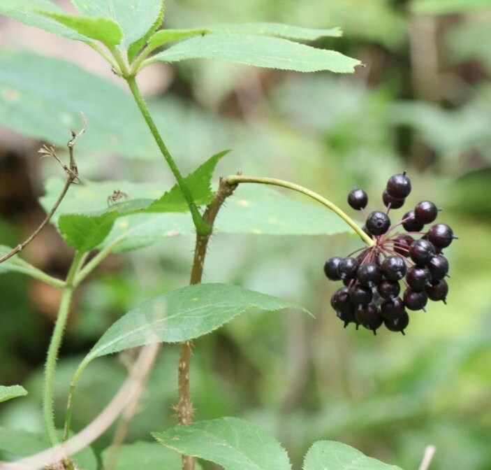 Siberian Ginseng Seeds (Eleutherococcus senticosus) - Perennial - Zone 3 - 15+ Seeds