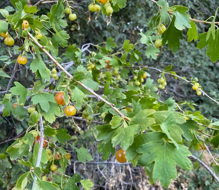 Golden Currant (Ribes aureum, Clove Currant) - Native Perennial - Berry Bush - Zone 3 - 100+ Seeds