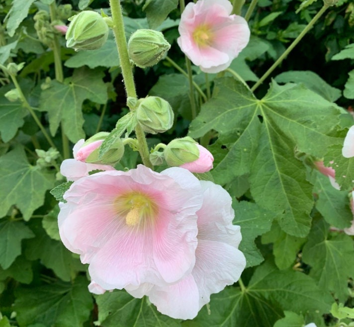 Hollyhock (Alcea rosea) - Biennial - Flower - 75+ Seeds