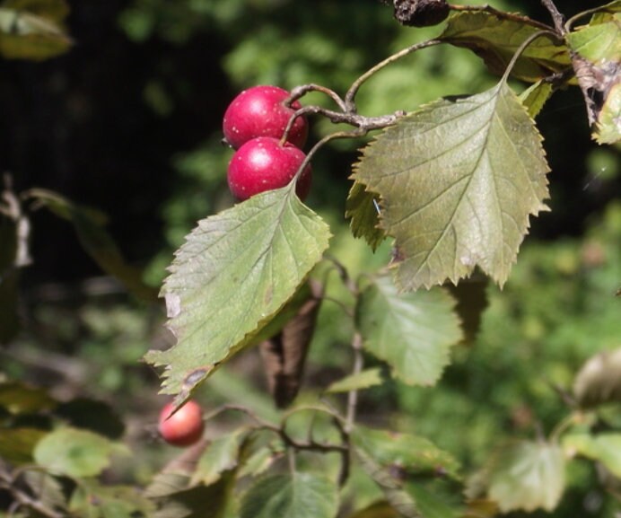 Espino velloso (Crataegus mollis) - Árbol frutal nativo - Más de 50 semillas