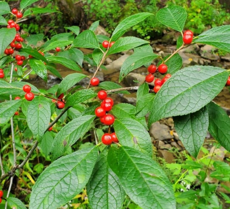 Winterberry (Ilex verticillata) - Perennial - Ornamental Shrub - 150+ Seeds