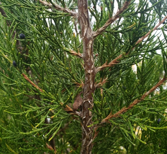 Cedro rojo del este (Juniperus virginiana, cedro aromático): semillas de árboles: más de 100 semillas