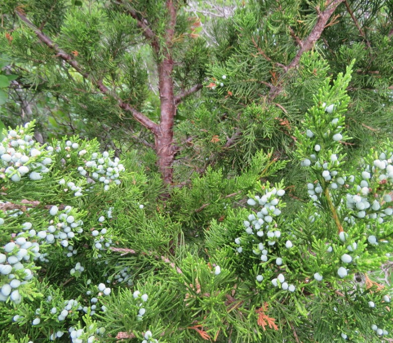 Cedro rojo del este (Juniperus virginiana, cedro aromático): semillas de árboles: más de 100 semillas
