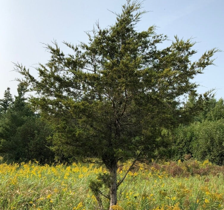 Cedro rojo del este (Juniperus virginiana, cedro aromático): semillas de árboles: más de 100 semillas