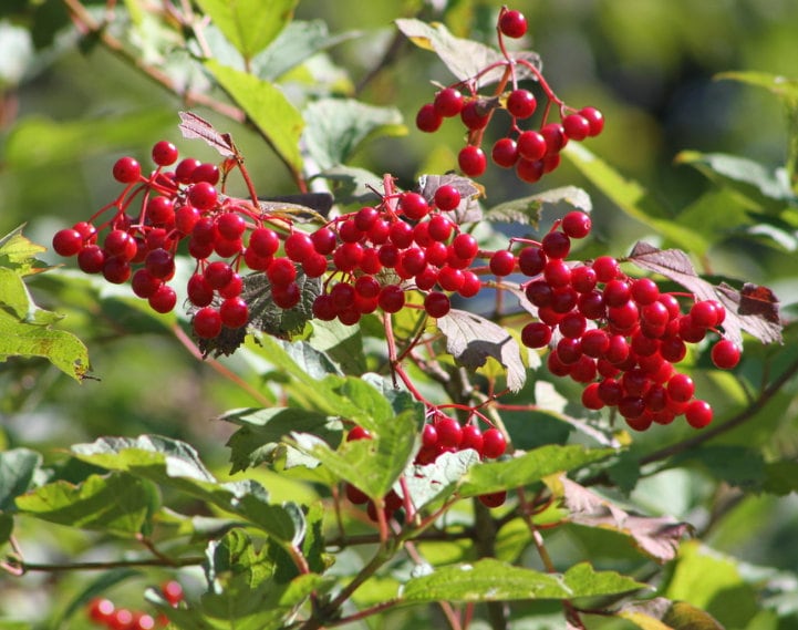 Arándano Highbush (Viburnum trilobum, Arándano americano) - Zona 3 - Más de 40 semillas