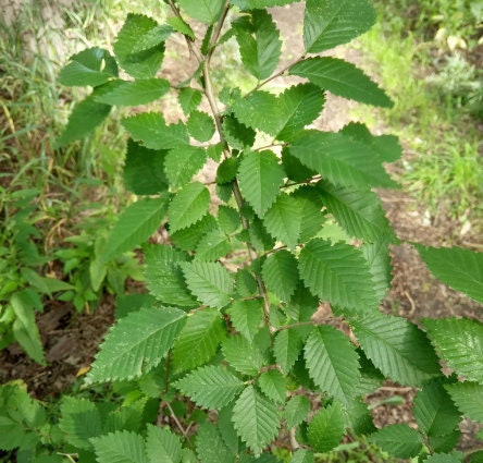 Siberian Elm Seeds (Ulmus pumila) - Tree Seeds - Hardiness Zone 3 - 100+ Seeds