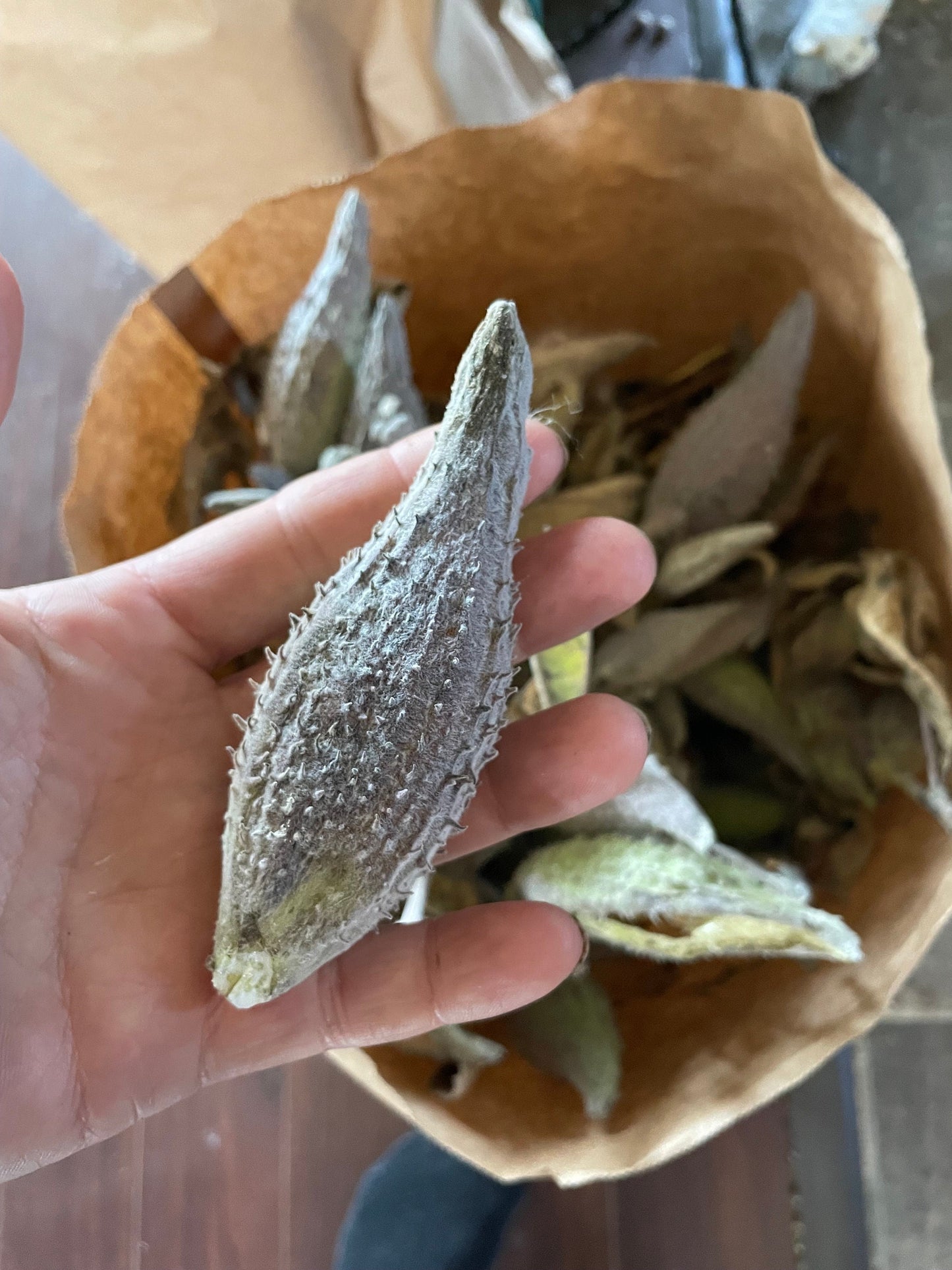 Asclépiade commune - Vivace indigène - Soutenir les papillons monarques - 100+ graines