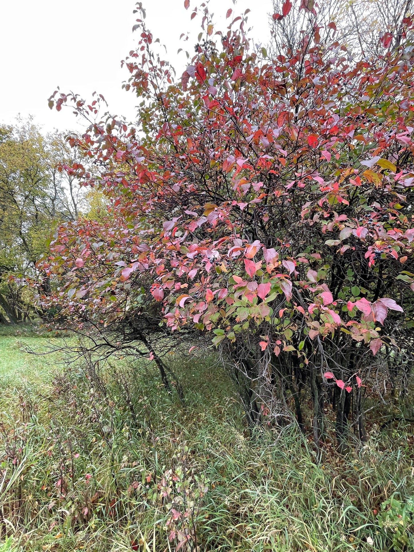 Nannyberry (Viburnum lentago) - Zone 3 - 30+ graines