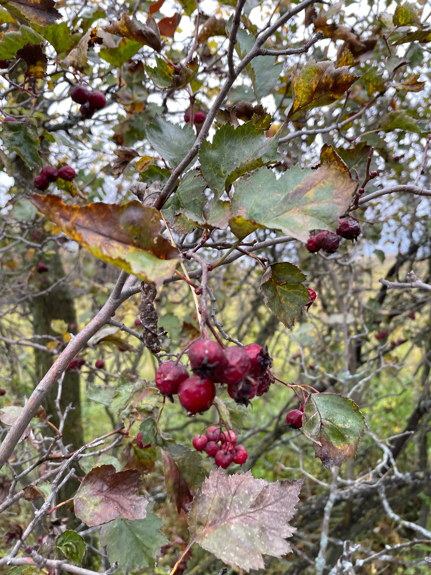 Hawthorn (Crataegus sp.) - Native Fruit Tree - 30+ Seeds