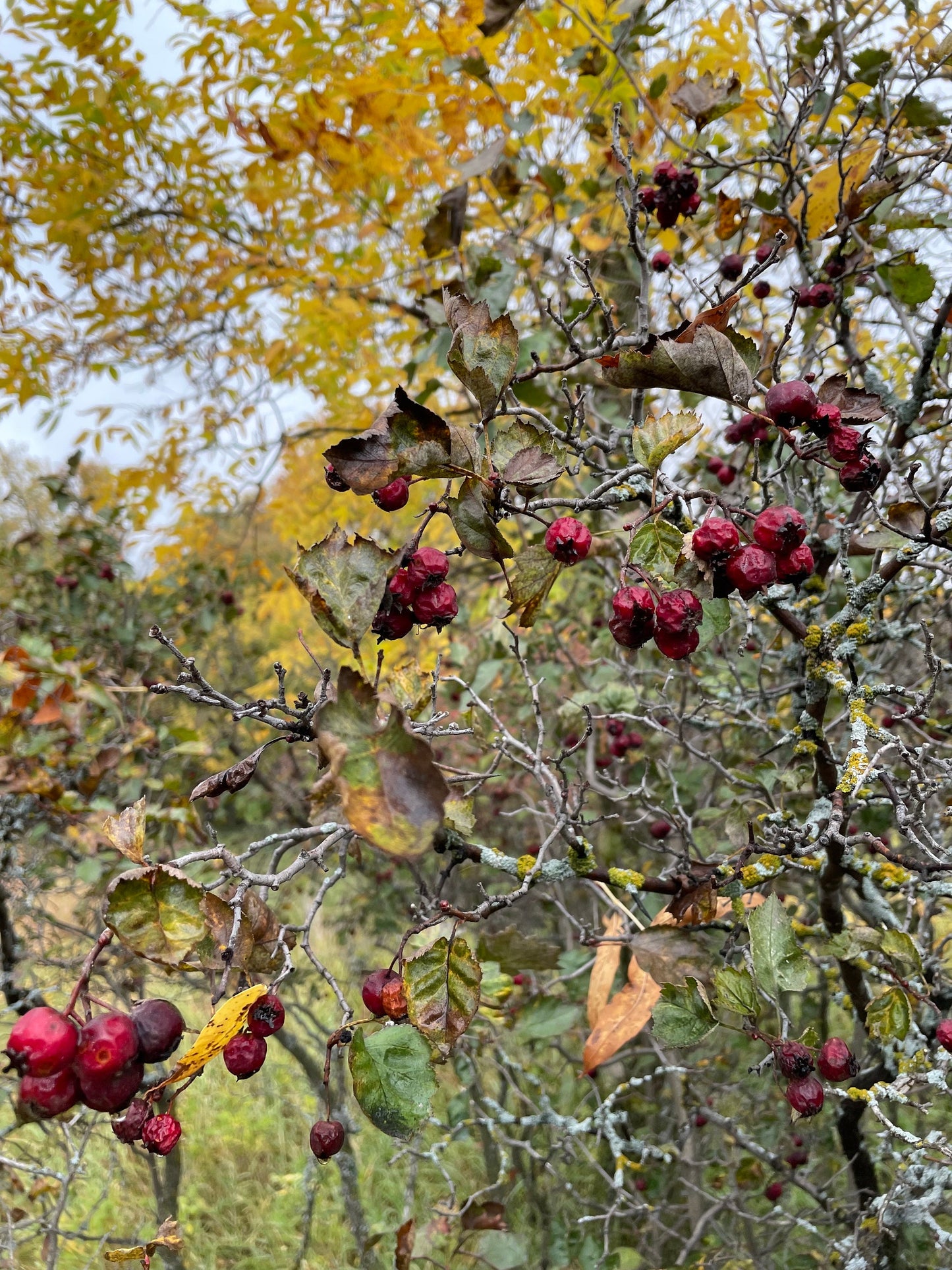 Hawthorn (Crataegus sp.) - Native Fruit Tree - 30+ Seeds