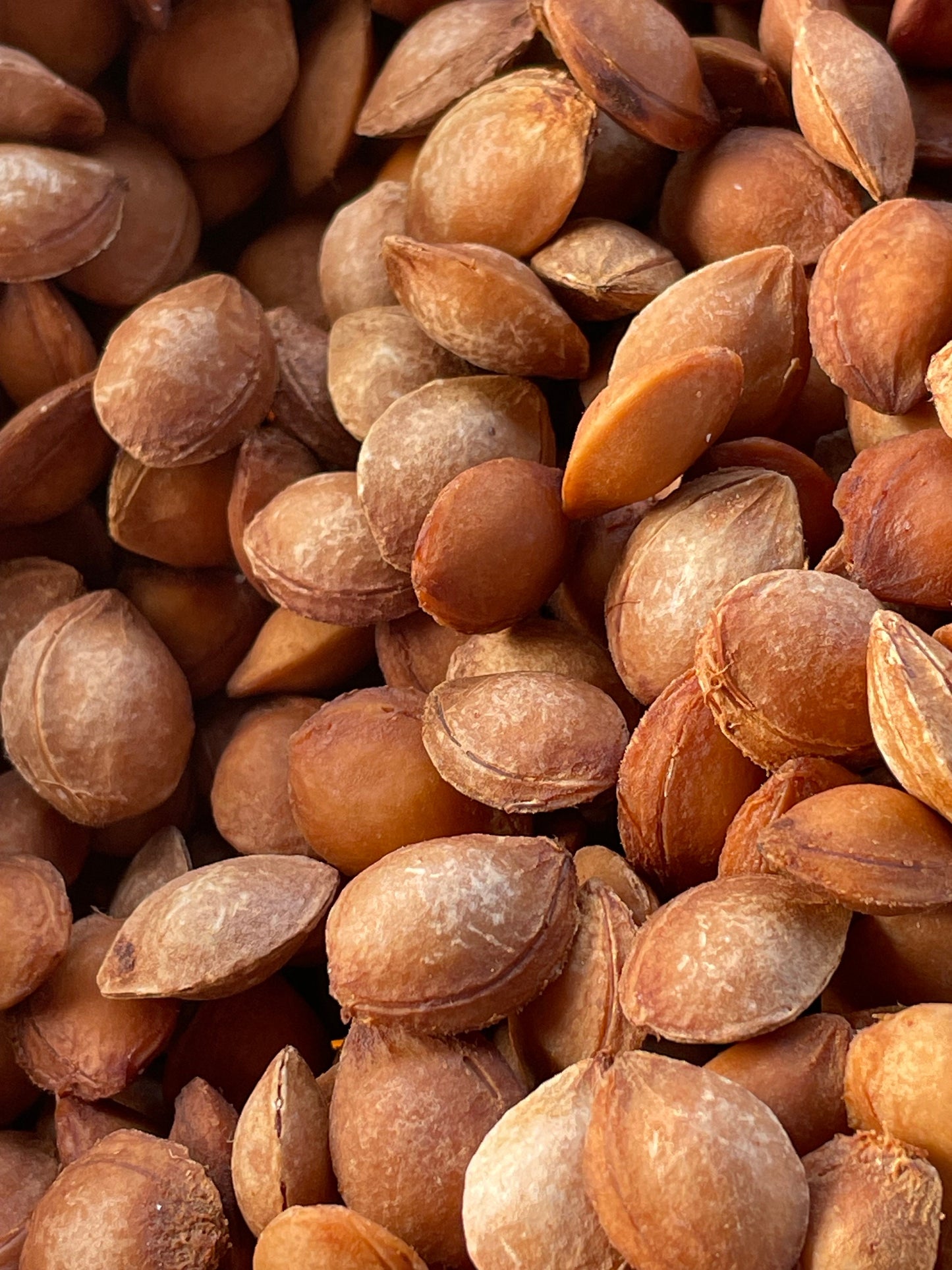 'Sokol' Plum Seeds (Prunus spp.) - (Zone 3) - 15+ Seeds