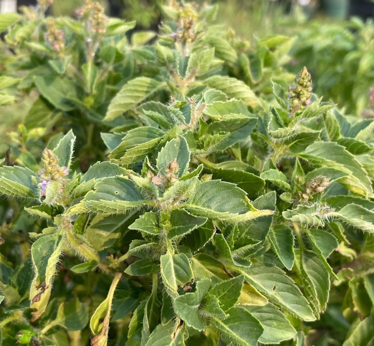 Holy Basil Seeds, Tulsi Seeds (Ocimum tenuiflorum) - 250+ Seeds
