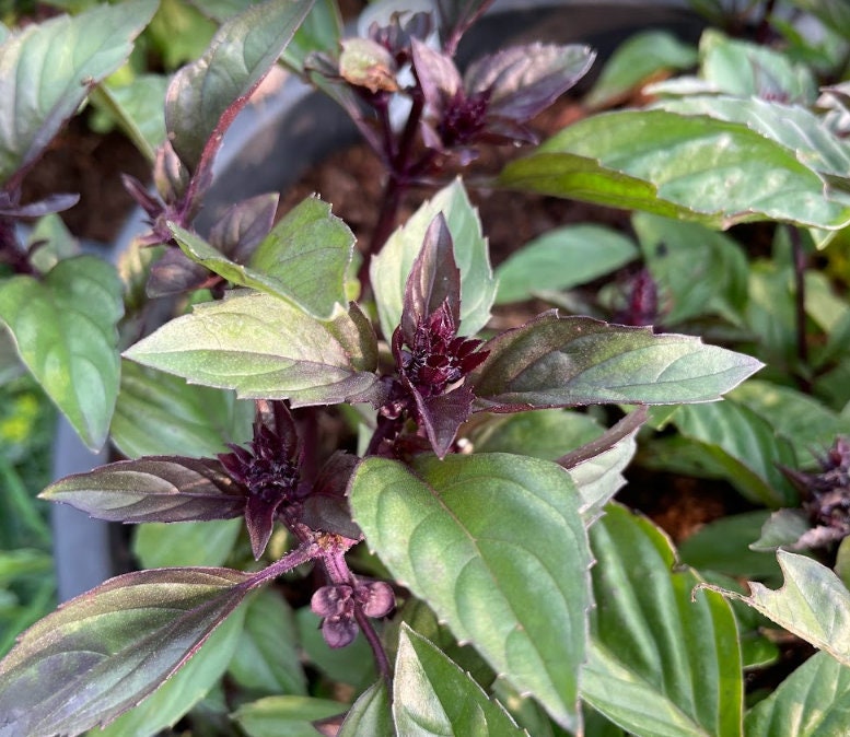 Cinnamon Basil (Ocimum basilicum) - 150+ Seeds