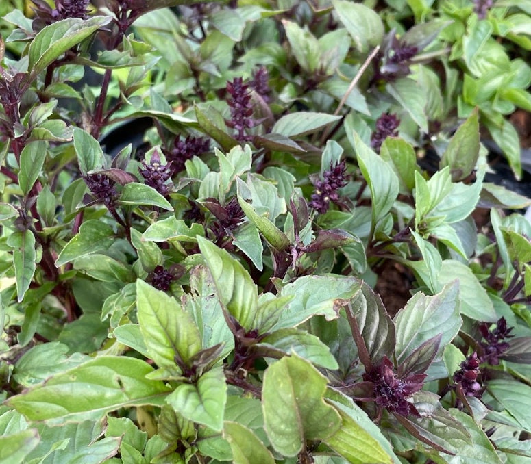 Cinnamon Basil (Ocimum basilicum) - 150+ Seeds