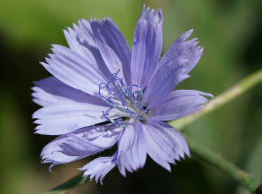 Coffee Chicory (Cichorium intybus 'Polanowicka') - 500+ Seeds