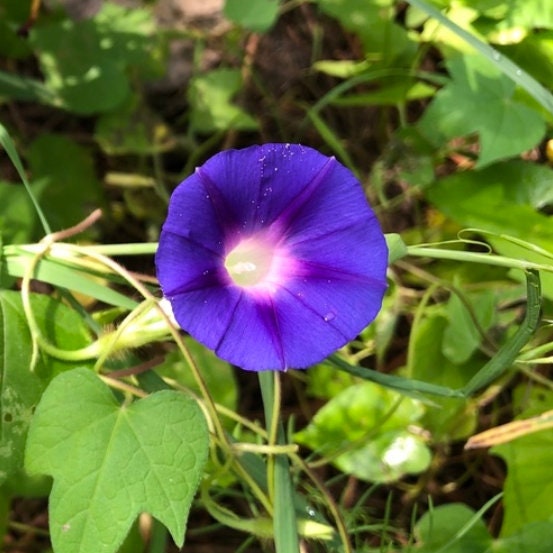Semillas de Gloria de la Mañana (Ipomoea purpurea) - Más de 50 semillas