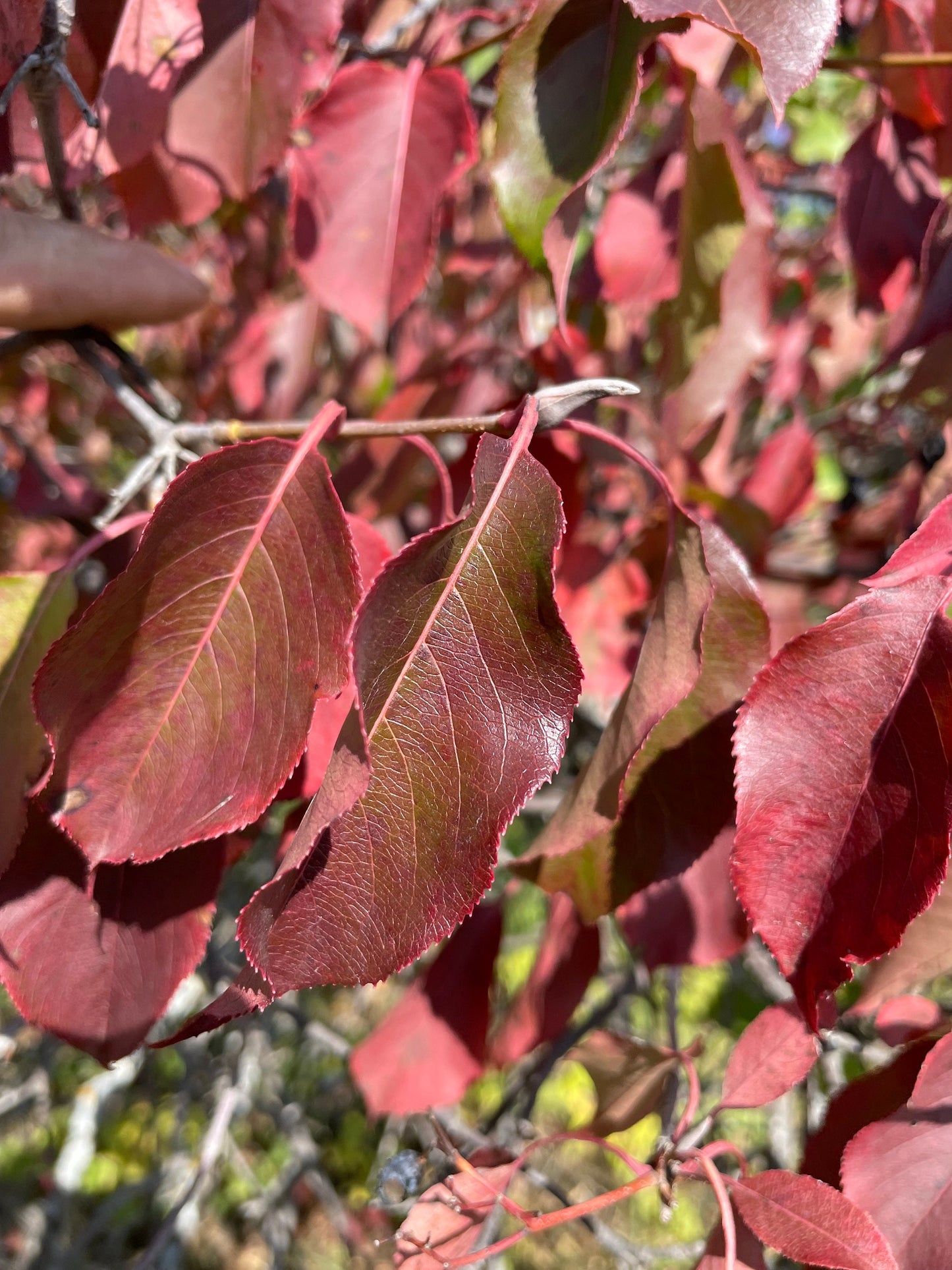 Nannyberry (Viburnum lentago) - Zone 3 - 30+ graines