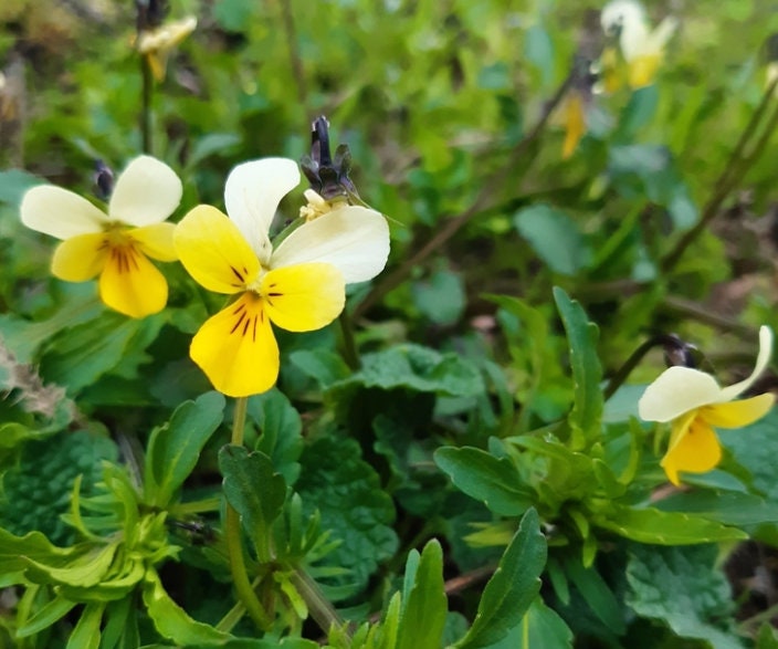 Semillas de Pensamiento Silvestre - (Viola tricolor) - Flor Silvestre Anual - Más de 300 Semillas