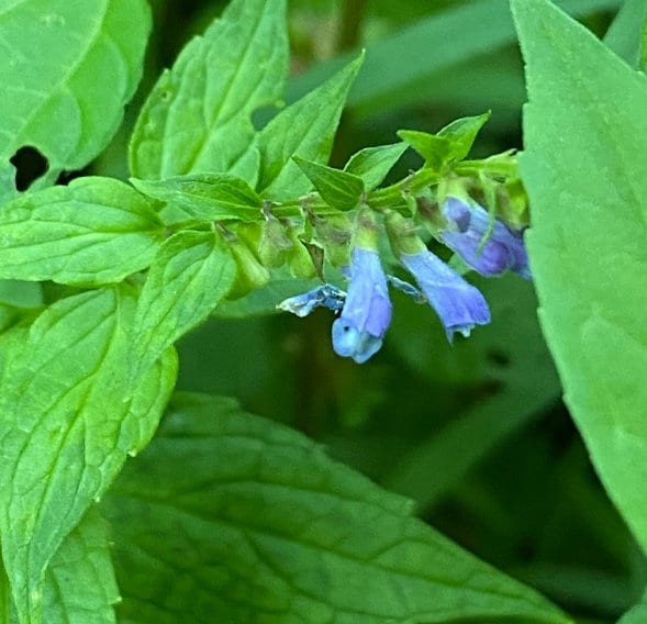 Graines de scutellaire américaine, graines de scutellaire bleue - (Scutellaria lateriflora) - 100+ graines
