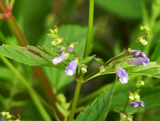 Graines de scutellaire américaine, graines de scutellaire bleue - (Scutellaria lateriflora) - 100+ graines