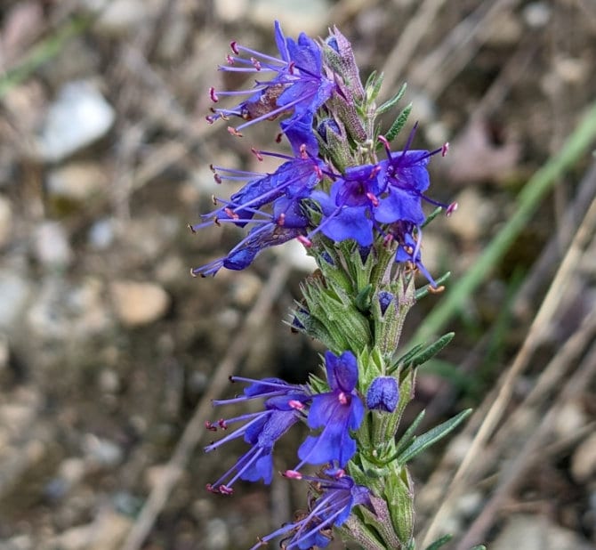 Semillas de hisopo (Hyssopus officinalis) - Hierba perenne - Más de 200 semillas