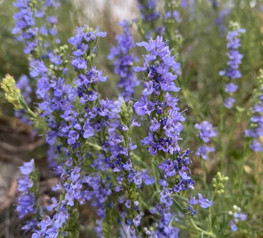 Graines d'hysope (Hyssopus officinalis) - Herbe vivace - 200+ graines